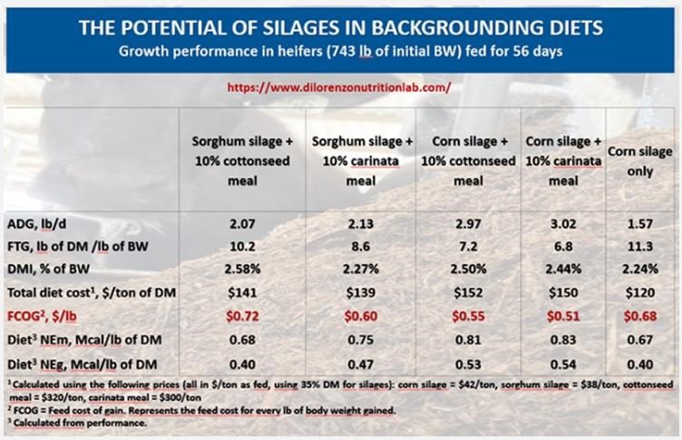 Figure 4. Growth performance of backgrounding heifers fed corn or sorghum silage diets at NFREC in 2021.